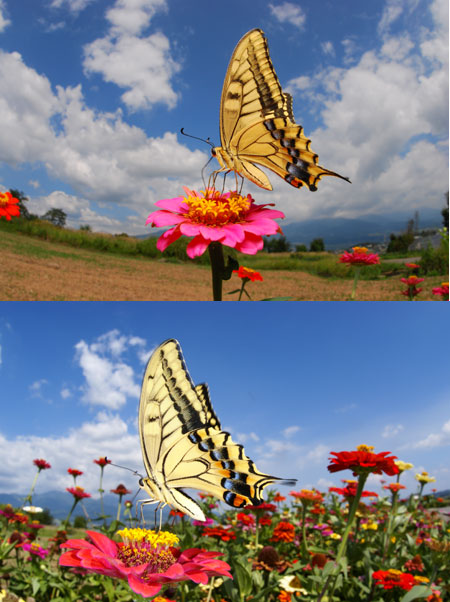 キアゲハ（D80　VS　α100　VIVID）