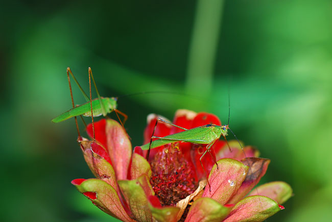 アシグロツユムシの成虫