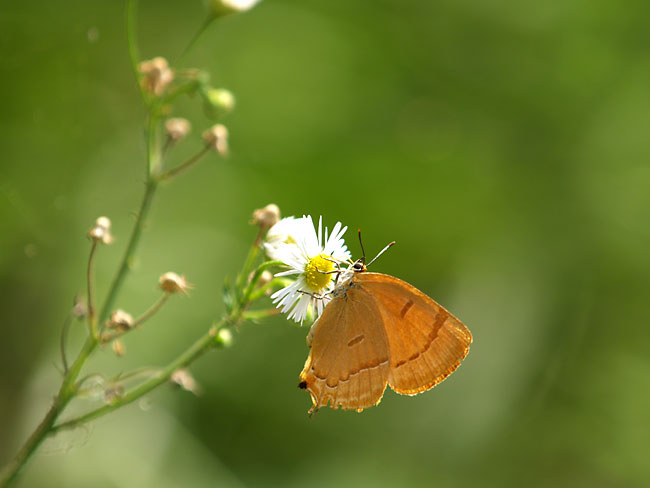 ムモンアカシジミ