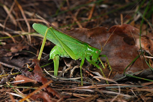 ヤブキリの産卵