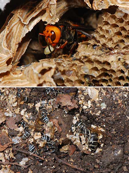 オオスズメバチの襲撃