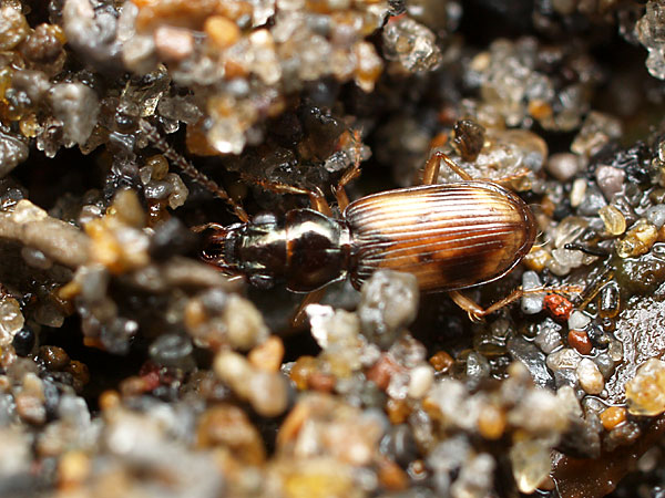 オオキバナガミズギワゴミムシ