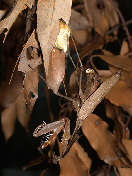 カレハカマキリの卵