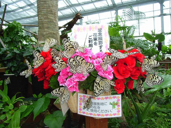 夢虫館のオオゴマダラ