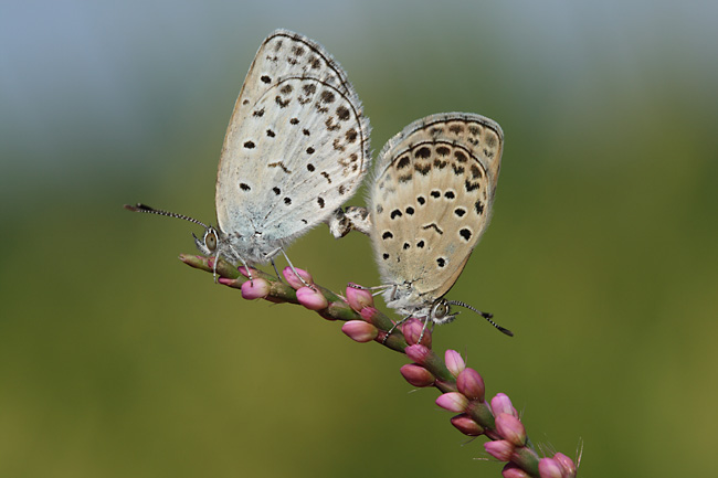 ヤマトシジミの交尾（EOS Kiss Digital Xテスト）