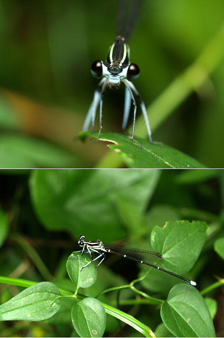 モノサシトンボ