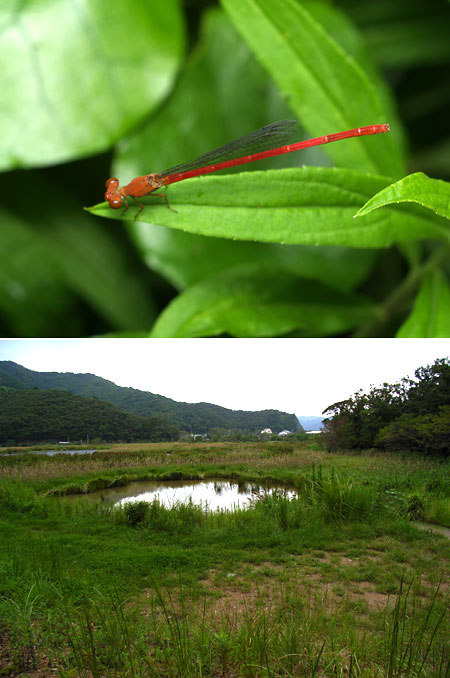 ベニイトトンボ