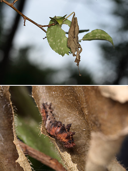 オオミスジの幼虫