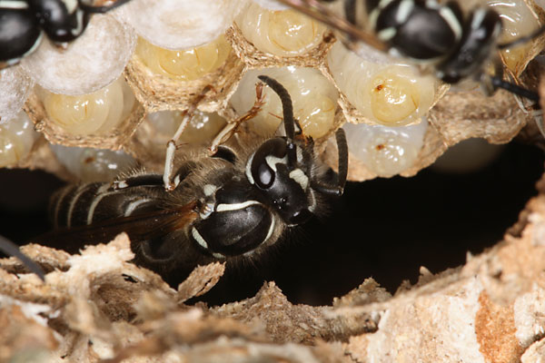 クロスズメバチの巣内