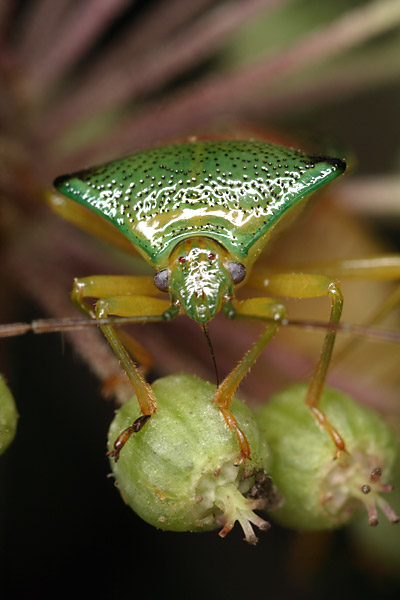 アオモンツノカメムシ