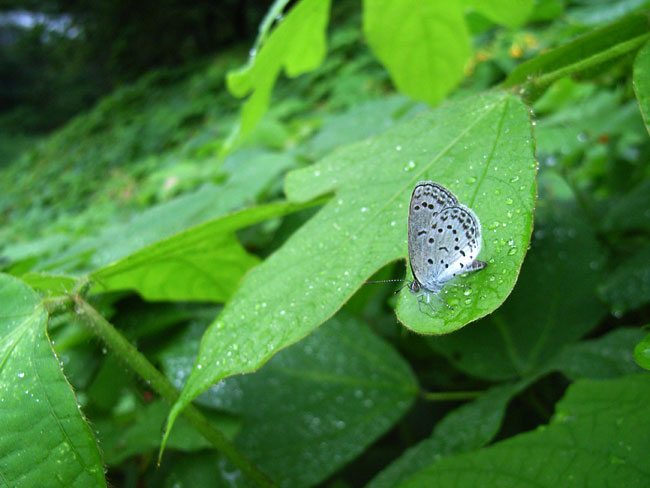東京のヤマトシジミ