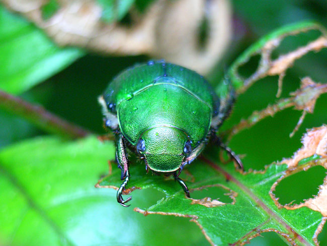 東京のアオドウガネ