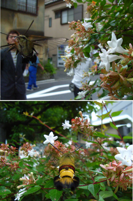 東京のオオスカシバ