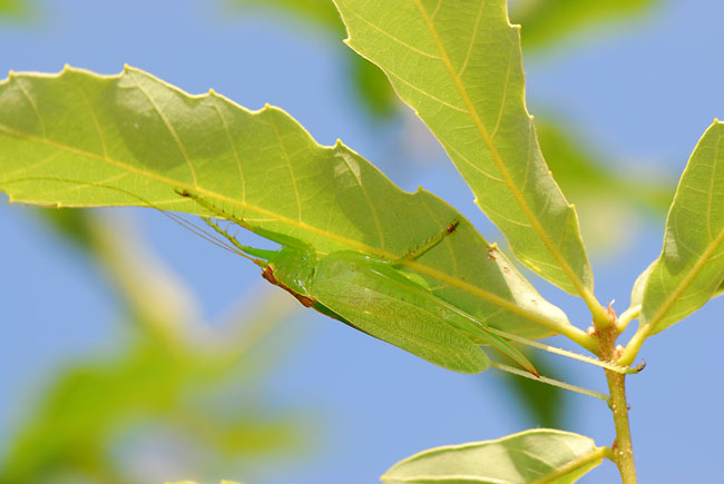 ウマオイのかくれんぼ