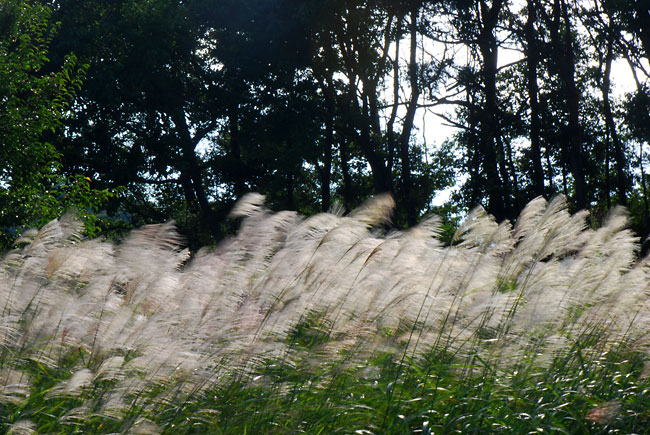 ススキをスローシャッターで撮る