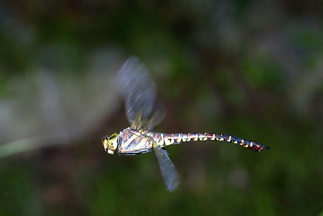 ルリボシヤンマのホバリング