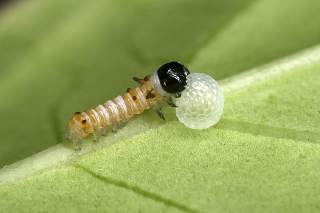 オオゴマダラのふ化