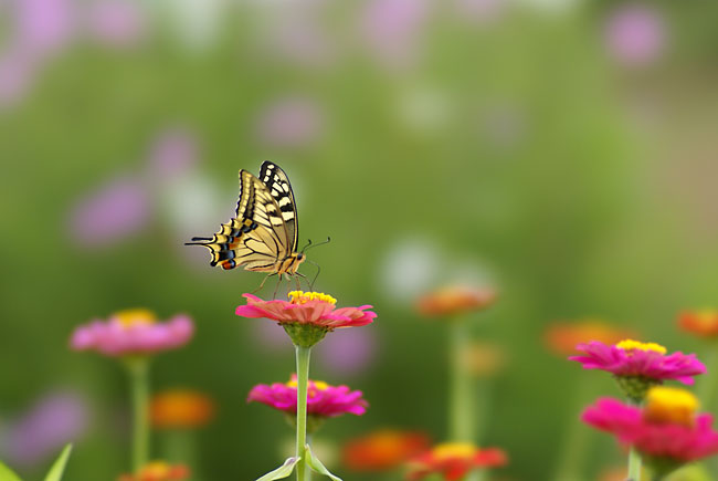 キアゲハ（ソニーα100にSTF135mm）