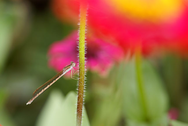 オツネントンボ