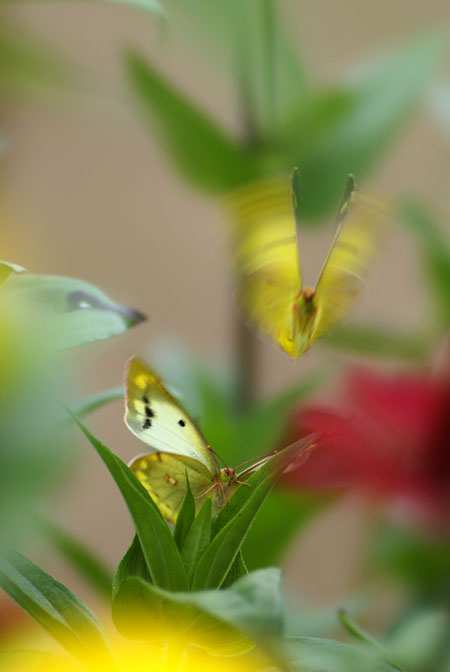 モンキチョウの求愛