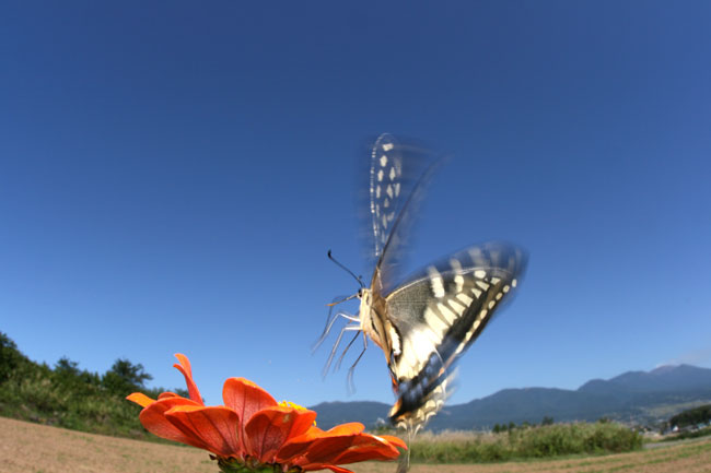 キアゲハ（EOS Kiss Digital X　EF15mmFisheye）