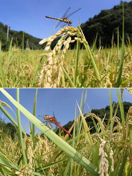 ナツアカネのオスとメス（EOS Kiss Digital X　EF15mmFisheye）