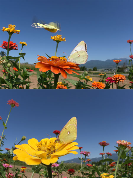 モンキチョウのオスとメス（EOS Kiss Digital X　EF15mmFisheye）