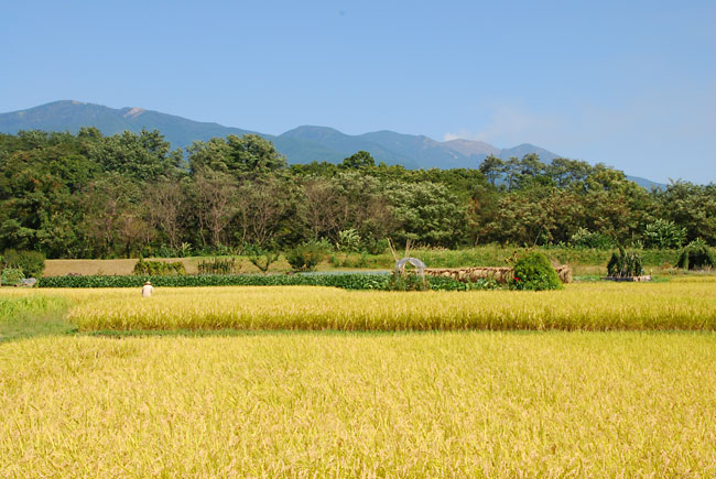浅間山と秋の田んぼ