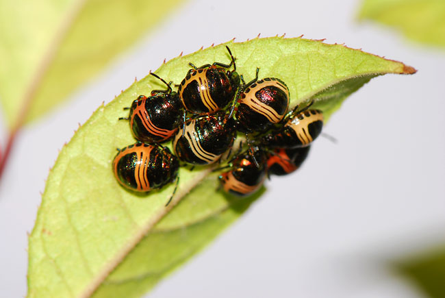 アカスジキンカメムシの幼虫