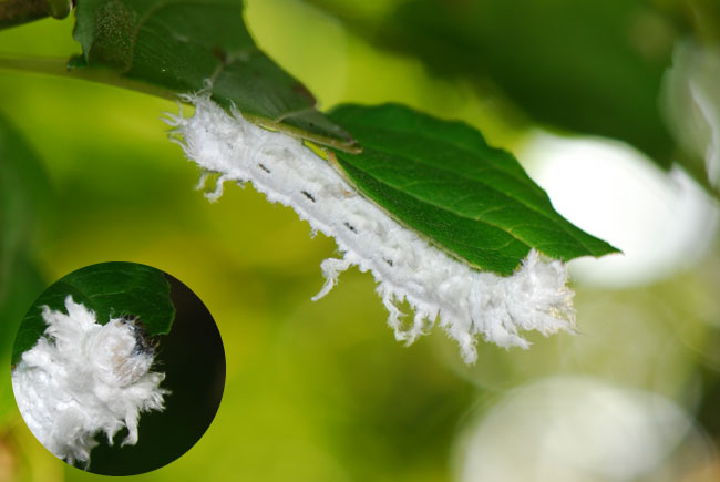アゲハモドキの幼虫