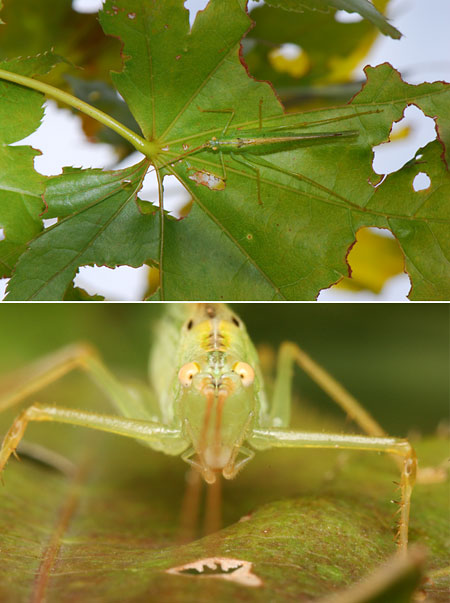 長翅のササキリモドキ