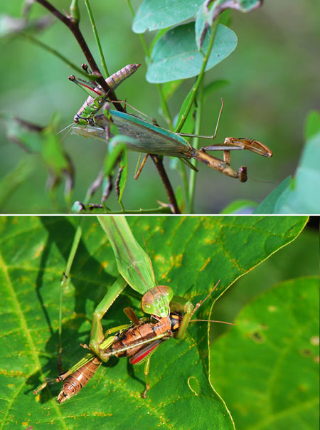 喰うもの喰われるもの