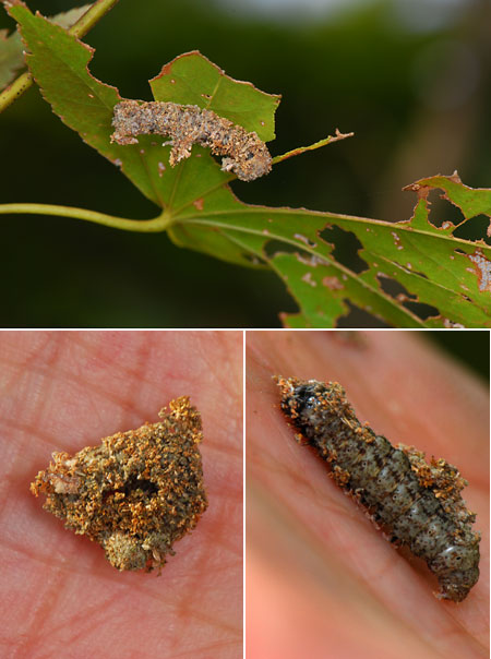 面白い巣を作るニッコウフサヤガ？の幼虫