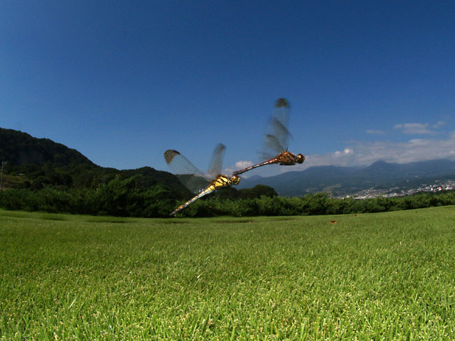 芝生に産卵するノシメトンボ