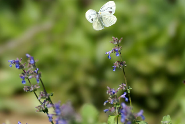 ヤマトスジグロシロチョウの飛翔