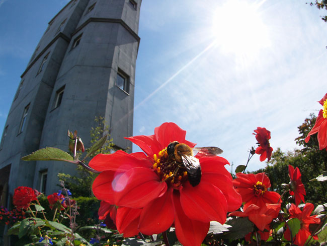 オオハキリバチ