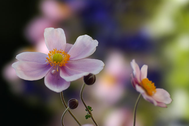 シュウメイギク