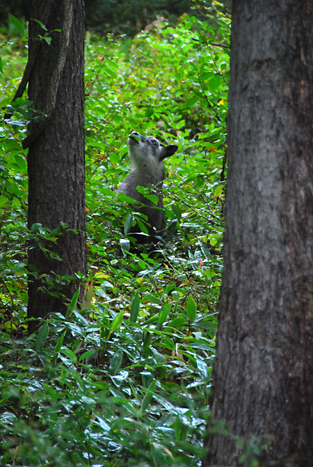 カモシカ