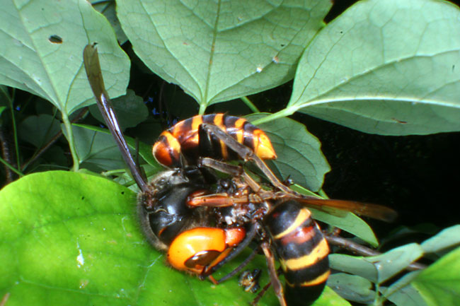 ヒメスズメバチを襲うオオスズメバチ