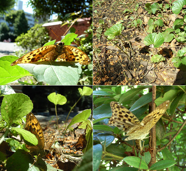 オオウラギンスジヒョウモンの産卵行動