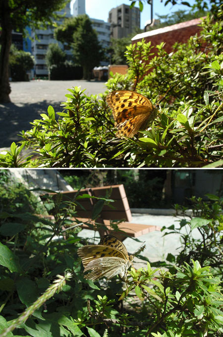 千代田区でオオウラギンスジヒョウモン