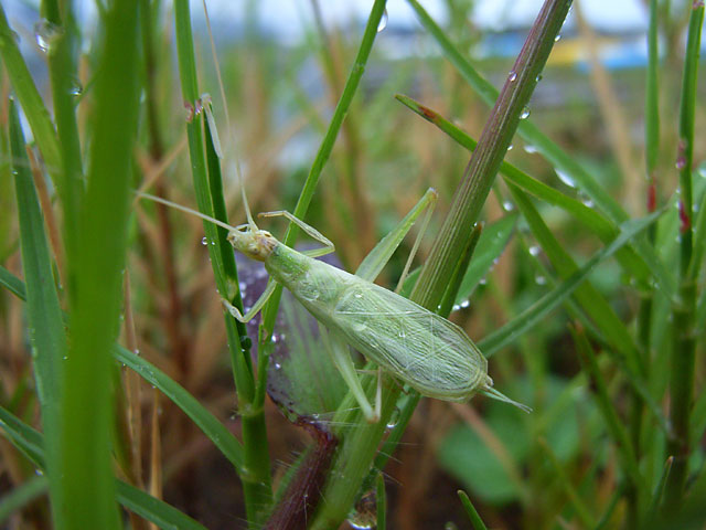 ヒロバネカンタン
