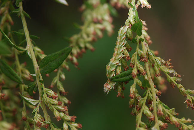 ホシヒメセダカモクメの幼虫