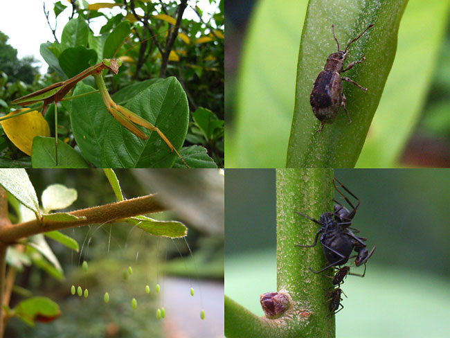 今日の東京昆虫散歩