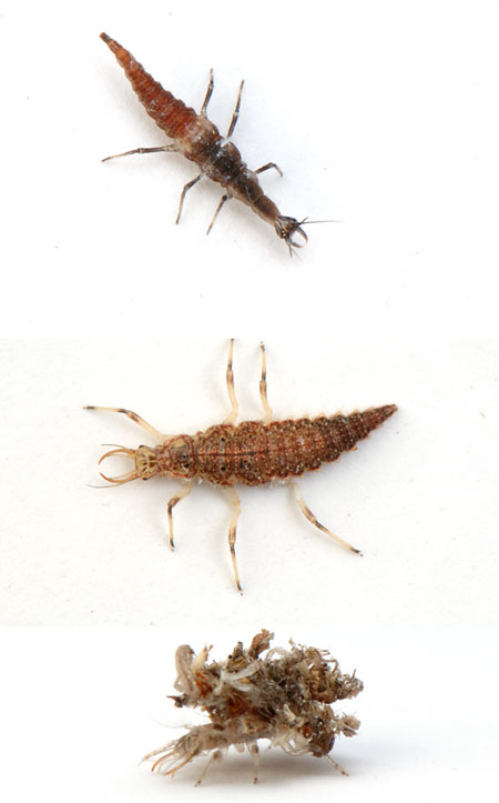 クサカゲロウの幼虫