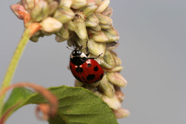 アイヌテントウ