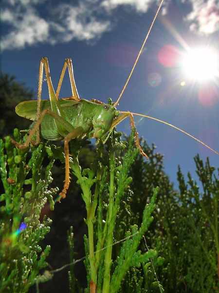 ヤブキリ（Caplio R5）