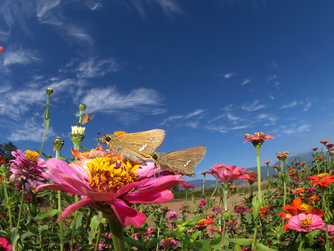 イチモンジセセリの求愛