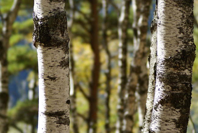 シラカバ（STF135mm）