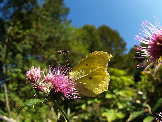 スジボソヤマキチョウ